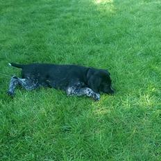 Ruhåret hønsehund Hjortlunds Eiko