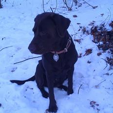 Labrador retriever Fümeé