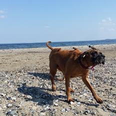 Blanding af racer Emma (hvil i fred <3)
