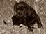Labrador retriever Mickey