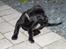 Labrador retriever Mickey