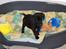 Labrador retriever Mickey