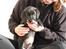 Labrador retriever Mickey