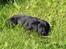 Labrador retriever Mickey