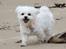 Malteser Cleo (15,5 år)