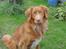 Nova scotia duck tolling retriever Bølle