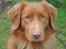 Nova scotia duck tolling retriever Bølle