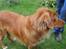 Nova scotia duck tolling retriever Bølle
