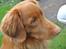 Nova scotia duck tolling retriever Bølle