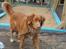 Nova scotia duck tolling retriever Bølle