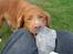 Nova scotia duck tolling retriever Bølle