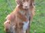 Nova scotia duck tolling retriever Bølle