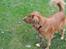 Nova scotia duck tolling retriever Bølle