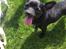 Chihuahua Gizmo