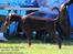 Dobermann LJCH From Island Korsika A Mill. $ Baby (Cocio)
