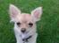 Chihuahua Chi-Royal`s Duchess Damaris
