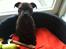 Staffordshire bull terrier Huxi
