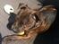 Staffordshire bull terrier Huxi