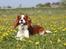Cavalier king charles spaniel Uffe