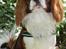 Cavalier king charles spaniel Uffe