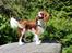 Cavalier king charles spaniel Uffe