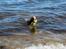 Cavalier king charles spaniel Uffe