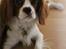 Cavalier king charles spaniel Uffe
