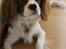 Cavalier king charles spaniel Uffe