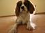 Cavalier king charles spaniel Uffe