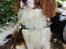 Cavalier king charles spaniel Uffe