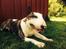 Bullterrier Hector ( steadfast Devilish fire ) 