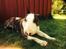 Bullterrier Hector ( steadfast Devilish fire ) 