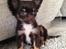 Chihuahua Nugget - Lille pigen holder lige øje med det hele, and she looks damn good doing it :-D