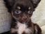 Chihuahua Nugget
