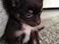 Chihuahua Nugget