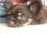 Chihuahua Nugget