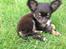 Chihuahua Nugget