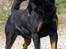 Rottweiler BASUKA 2 VOM HAUSE WENORRA