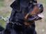 Rottweiler BASUKA 2 VOM HAUSE WENORRA