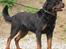 Rottweiler BASUKA 2 VOM HAUSE WENORRA