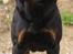Rottweiler BASUKA 2 VOM HAUSE WENORRA