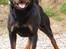 Rottweiler BASUKA 2 VOM HAUSE WENORRA