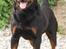 Rottweiler BASUKA 2 VOM HAUSE WENORRA