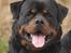 Rottweiler BASUKA 2 VOM HAUSE WENORRA