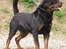 Rottweiler BASUKA 2 VOM HAUSE WENORRA