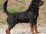 Rottweiler BASUKA 2 VOM HAUSE WENORRA