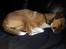 Blanding af racer coco - lille flodhest