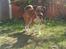Blanding af racer coco - vi elsker haven