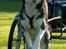 Siberian husky Tayson