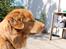 Nova scotia duck tolling retriever Simba - Velkommen til Simbas profil. Foto: Mig. 19/5 2014